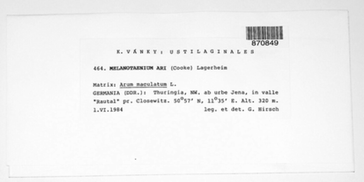 Melanustilospora image